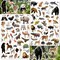 1032PCS Jungle Animal Stickers for Kids – 24 Sheets Safari Zoo Animal Stickers for Scrapbooking, Water Bottles, Laptops, Envelopes & Party Decorations